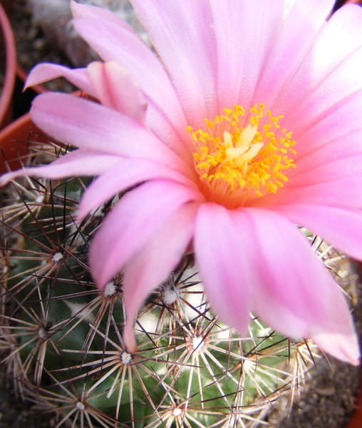 coryphantha . pseudoechinus.                       2