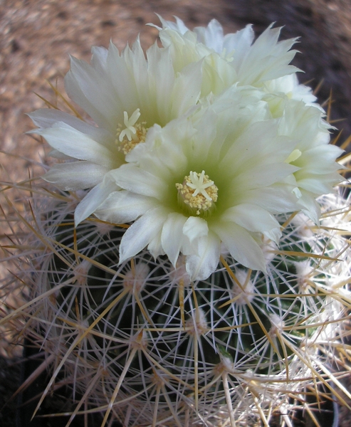 echinohinofosullocactus ALBATUS