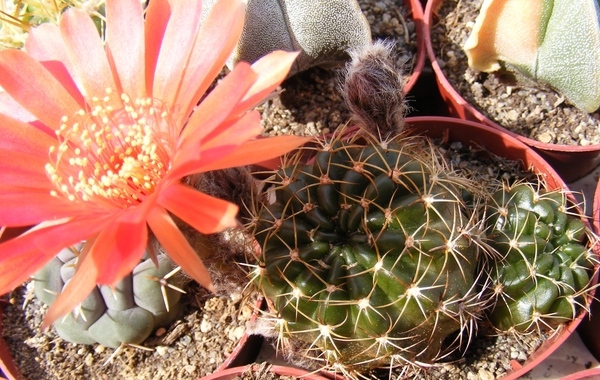 echinopsis  obrepanda . v . calorubra