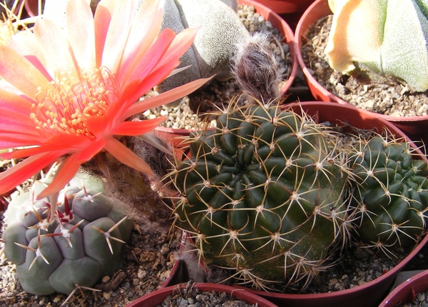 echinopsis  obrepanda . v . calorubra                            