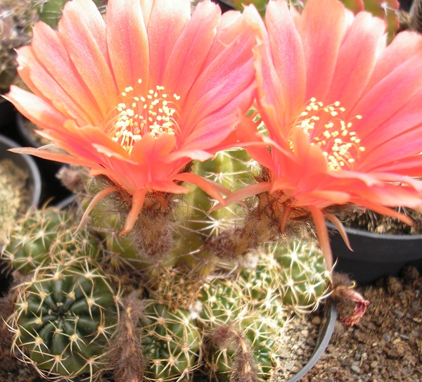 echinopsis .obrepanda.v.calorubra.  2