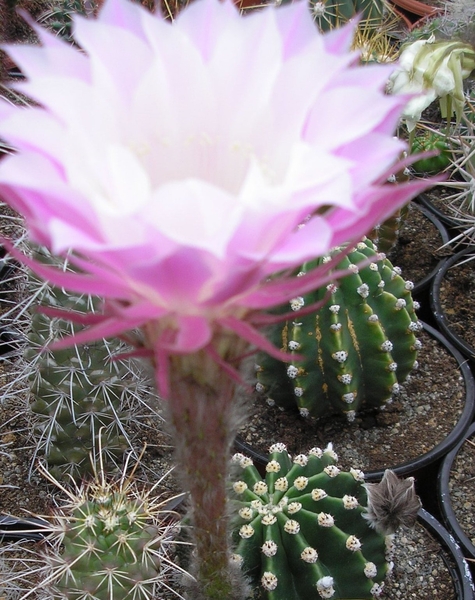 echinopsis eyaiesis