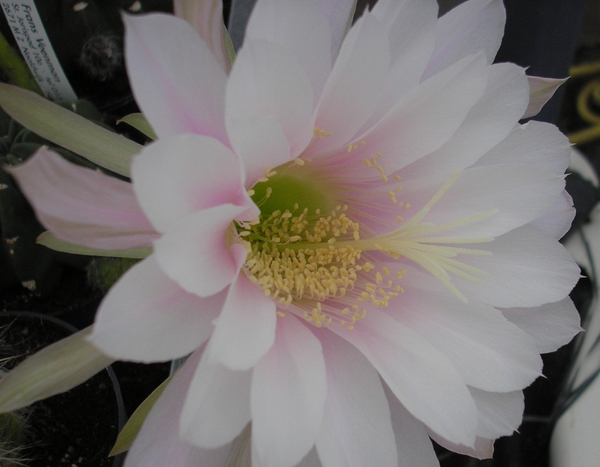 echinopsis subdenudata