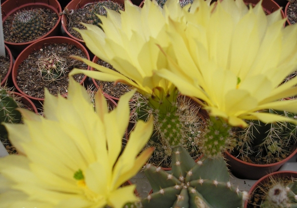 echinopsis subinermis