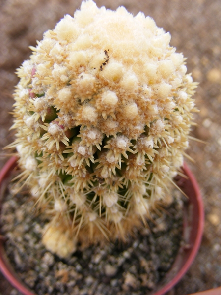 echinopsis. cv-mons.    2