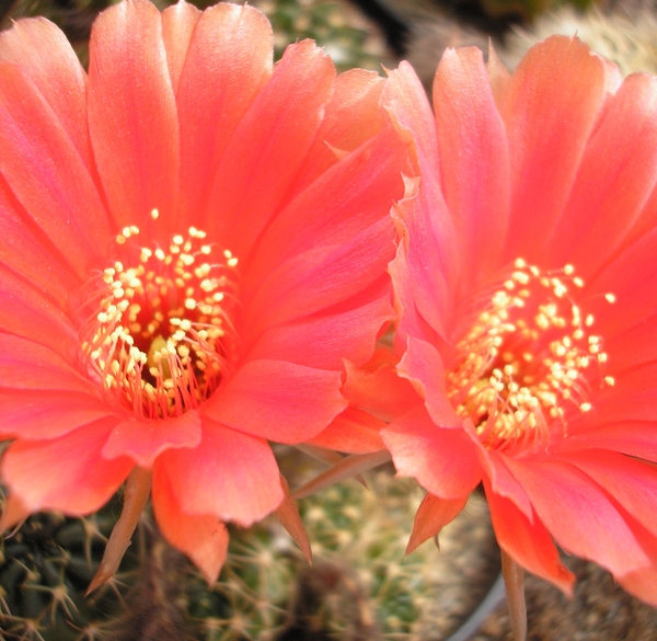 echinopsis.obrepanda.v.calorubra