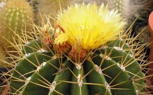 ferocactus.schwartzii