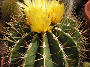ferocactus.schwartzii  2