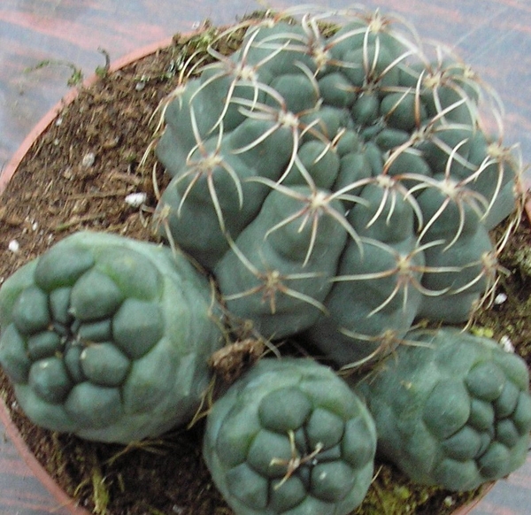 gymnocalycium                2 baldianum