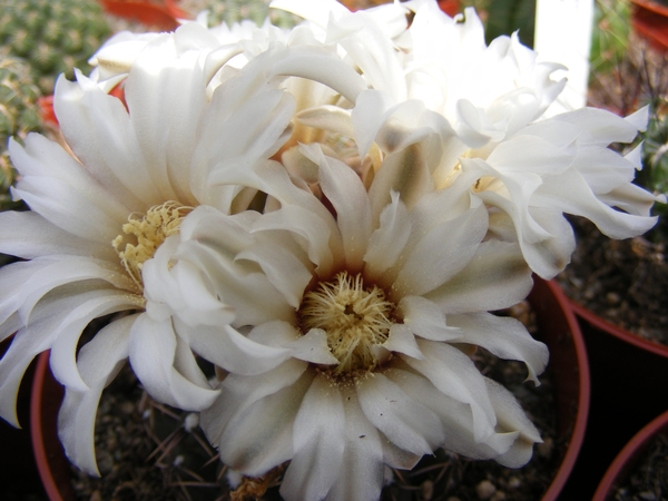 gymnocalycium   horripilus. v . wrobelianus