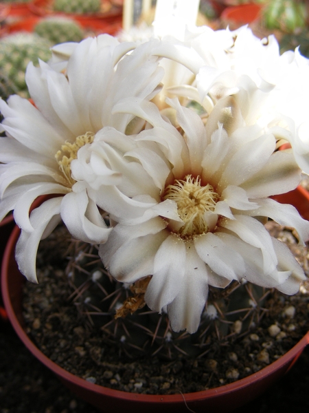 gymnocalycium   horripilus. v . wrobelianus.                     