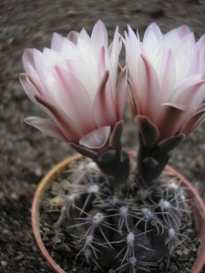 gymnocalycium   kieslingii.fa.castaneum  p220.jpg  2