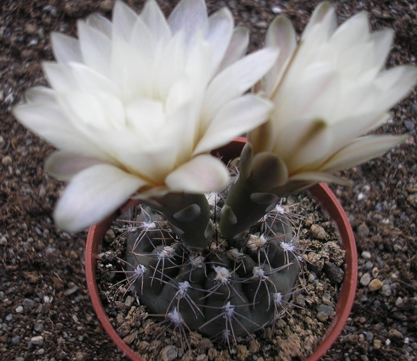 gymnocalycium   taningaense  p212