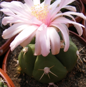 gymnocalycium  . horstii