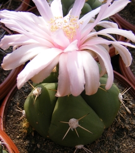 gymnocalycium  . horstii.                             2