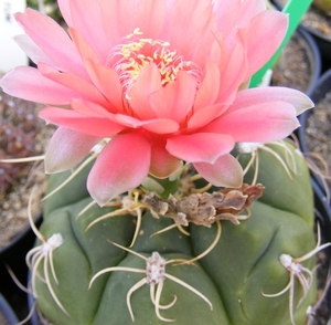 gymnocalycium  . multiflorum . v . brachyantum   pink