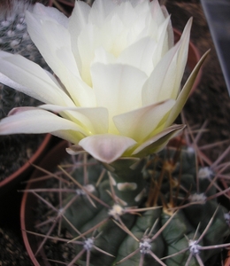 gymnocalycium  .giubbosum.v.ferox