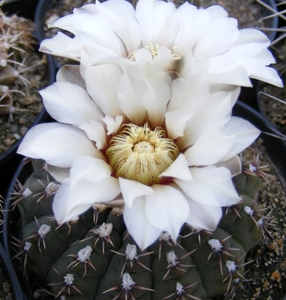 gymnocalycium  .quehlianum