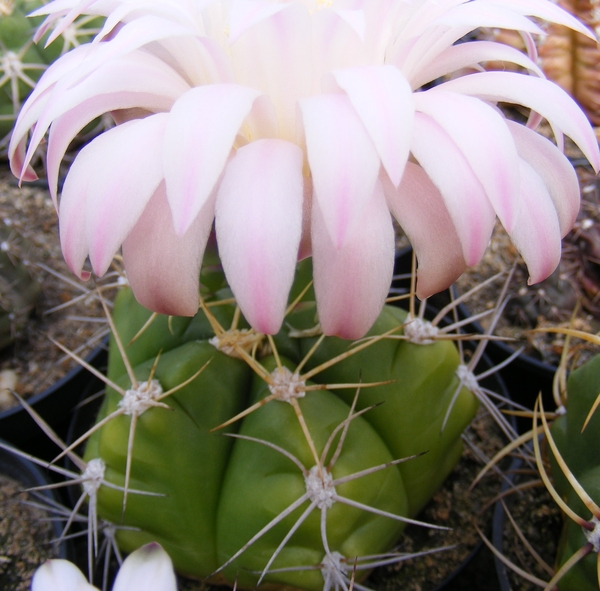 gymnocalycium  .valnicekianum