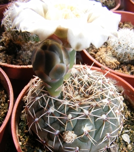 gymnocalycium  .vattery.v.ferocior