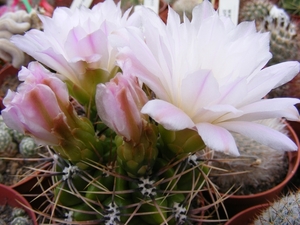 gymnocalycium  achiasense . v . charasense