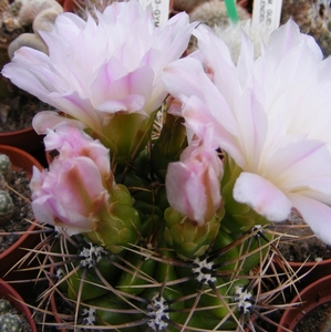 gymnocalycium  achiasense . v . charasense.                    2