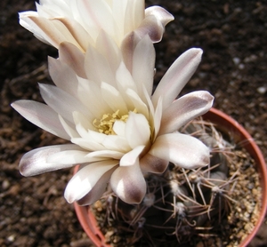 gymnocalycium  kieslingi. v . castaneum   p 220