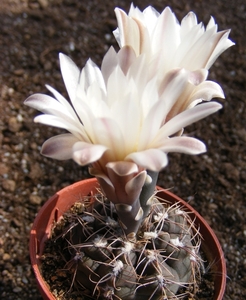 gymnocalycium  kieslingi. v . castaneum   p 220.                 