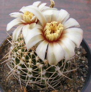 gymnocalycium  vatteri. v . ferociorum