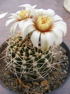 gymnocalycium  vatteri. v . ferociorum.                          