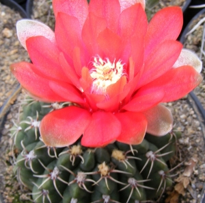 gymnocalycium .baldianum.v.venturianum