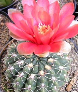 gymnocalycium .baldianum.v.venturianum.    2