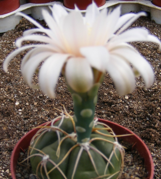 gymnocalycium .denudatum  ( trusted spines  )