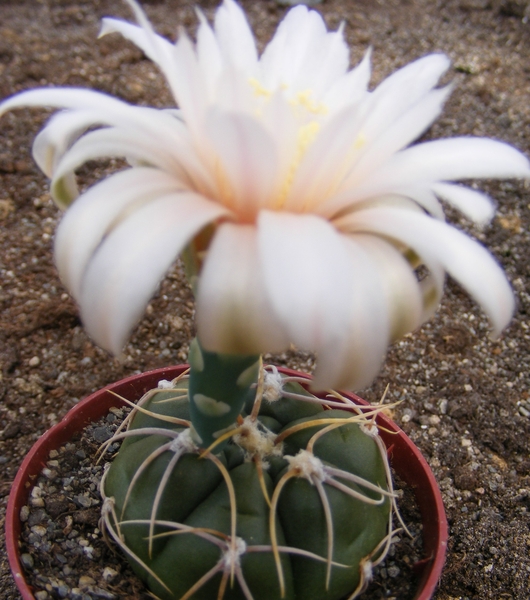 gymnocalycium .denudatum  ( trusted spines  ).  2