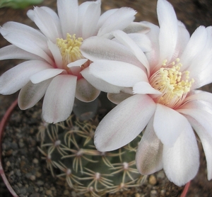 gymnocalycium .genseri