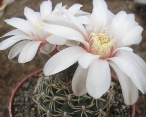 gymnocalycium .genseri.  2