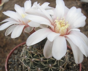 gymnocalycium .genseri.  2