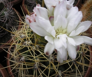 gymnocalycium .multiflorum