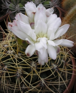 gymnocalycium .multiflorum.  2