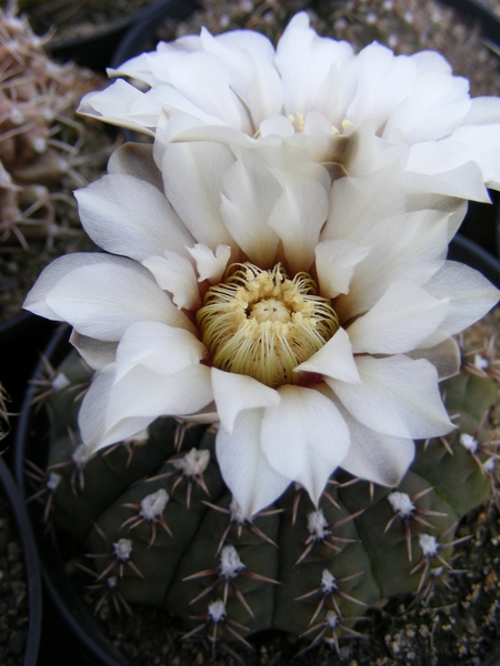 gymnocalycium .quehlianum.    2