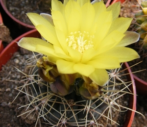 gymnocalycium. andreae . v . longispina