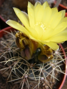 gymnocalycium. andreae . v . longispina.                    2