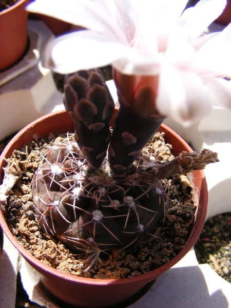 gymnocalycium. keisingii  p 383