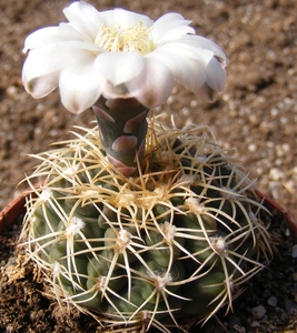 gymnocalycium. speggezini