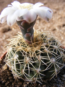 gymnocalycium. speggezini.                                 2