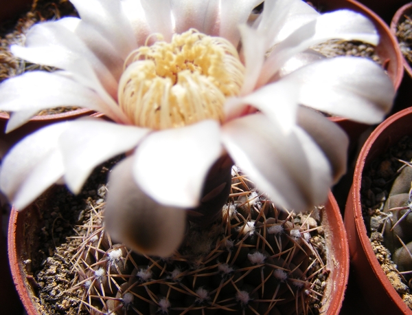 gymnocalycium. vattery . v . ferocior