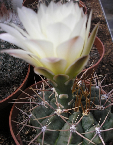 gymnocalycium.gibbosum.v.ferox.  2