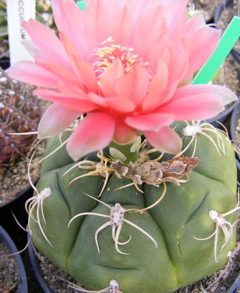 gymnocdalycium . multiflorum . v . brachyantum   pink.           