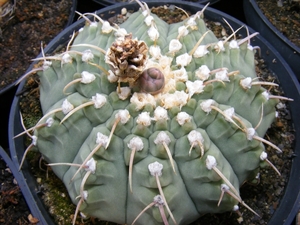 gynnocalycium  .vatteri.    2