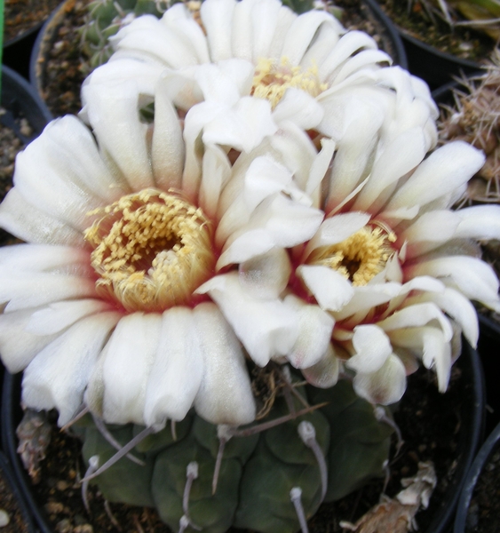 gynnocalycium .vatteri